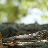 Lizard